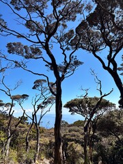 Amazing Bonsai Tree view at Mount Kinabalu Sabah
