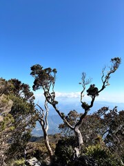 Beautiful Bonsai Tree view at Mount Kinabalu Sabah