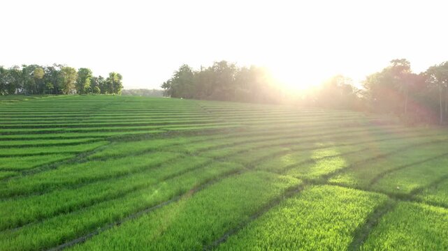 Aerial view of lush green rice field with rows of crops illuminated by golden sunset light. Scenic rural farmland with warm sunlight shining through trees, symbolizing nature, growth, and harvest.
