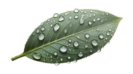 Fresh green leaf glistening with dewdrops, a symbol of nature's renewal and purity, perfect for conveying freshness, growth, and environmental awareness