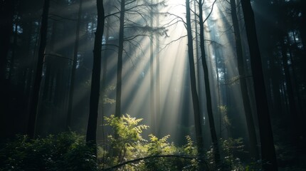 Sunlit Forest Canopy: Sunlight streams through a dense forest canopy, casting an ethereal glow on the verdant undergrowth and tall, towering trees, creating a captivating spectacle.