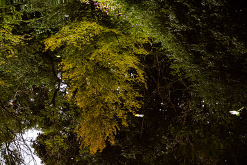 Reflection of green and yellow foliage on the surface of still dark water, creating an abstract natural pattern with seasonal tones