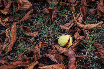 Kasztan wśród jesiennych liści na ziemi