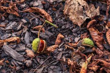 Kasztan wśród jesiennych liści na ziemi