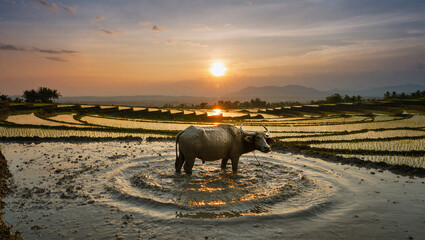 AI Generated: Buffalo Working Hard in Rice Field
A hyper-realistic cinematic wide shot of a muddy buffalo pulling a heavy wooden plow through flooded paddy fields at dawn. Its powerful body strains fo