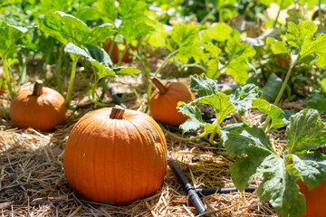 Pumpkins growing in a field for autumn harvest