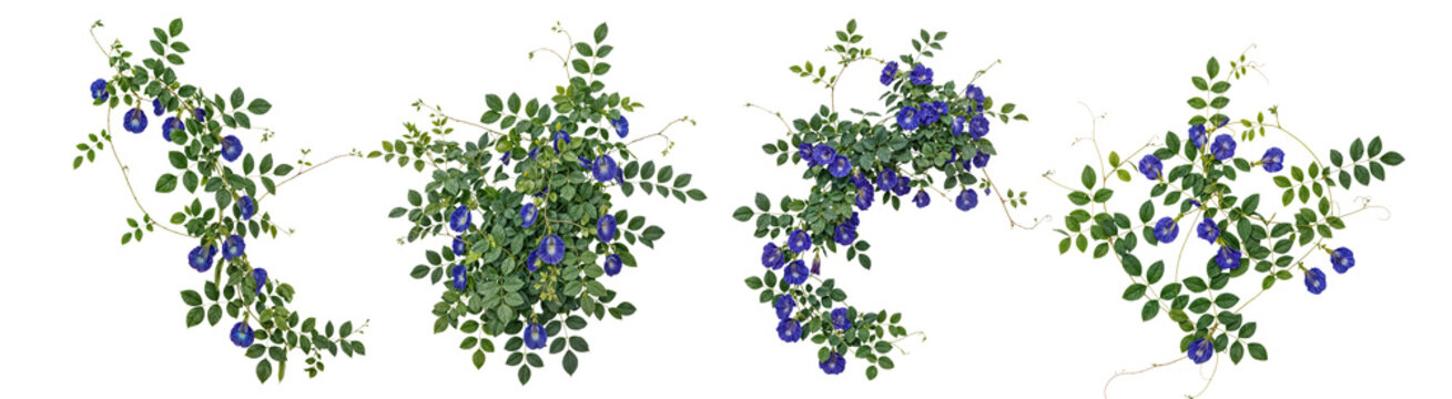 Set of climbing vine with blue flowers (Blue pea, pigeonwings Ivy, Bluebellvine) cut-out, isolated on white background. Clipping path PNG for garden and landscape design