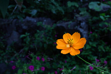 暗い背景、雫のついたオレンジ色の花