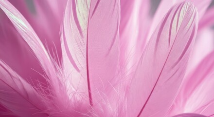 Obraz premium Soft, close-up image of delicate, pastel pink feathers with subtle details