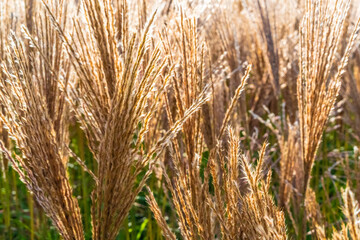Beautiful ornamental grass. Close-up	