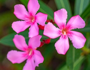 Fototapeta premium Close-up of three pink flowers