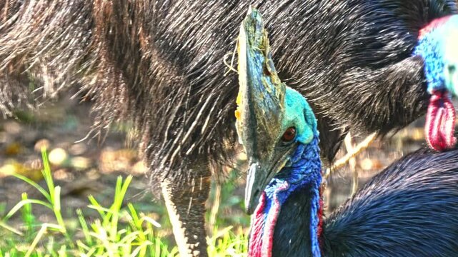 Southern Cassowary (Casuarius casuarius) also known as double-wattled cassowary, Australian cassowary, or two-wattled cassowary.The male engages in priming behavior toward the female