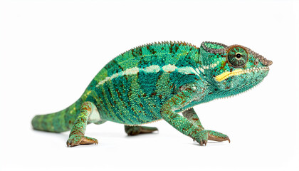 Camaleón azul y verde sobre fondo blanco, símbolo visual de la transformación, la resiliencia y la capacidad de adaptación conceptos universales de identidad, diversidad, evolución y fuerza interior