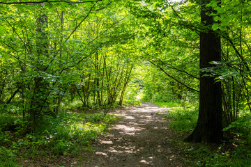 Obraz premium footpath in overgrown city park in summer