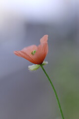 ピンクのナガミヒナゲシ