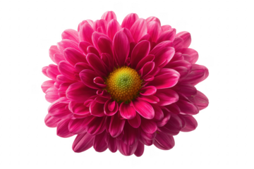 Stunningly vivid pink chrysanthemum flower isolated against a deep transparent background