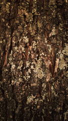 abstract background, wood, metal, textures