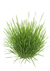 Individual vibrant green grass blades with tiny dew drops, sharply focused in a clean, shadowless transparent studio, abundant copy space, concept of natural purity and freshness