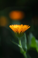 愛らしいキンセンカ