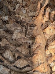 Textured beauty of a palm tree in a botanical garden capturing nature's intricate details under soft sunlight