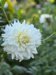 Exploring the beauty of unique flowers in a vibrant botanical garden