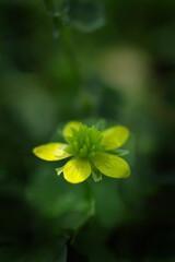 黄色いイボミキンポウゲの花