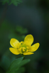 黄色いキンポウゲの花