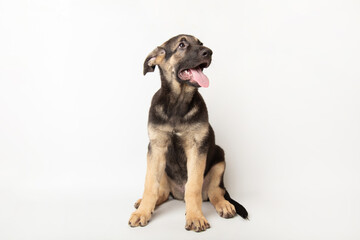 portrait funny cute german shepherd dog puppy looking up. cute dog studio shot on isolated white background with copy space