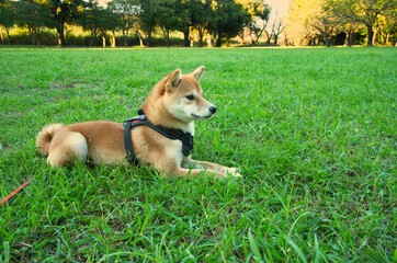 緑の草原でくつろぐ柴犬 / Shiba Inu Relaxing in Lush Green Meadow