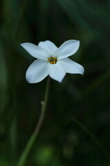 白いハナニラの花