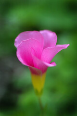 ピンクの愛らしいオキザリス