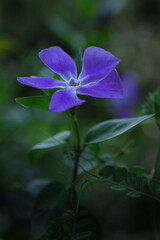 青いツルニチニチソウ