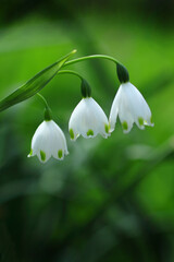 メルヘンチックなスノーフレーク