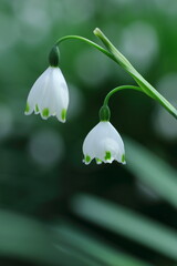 可愛いスノーフレーク