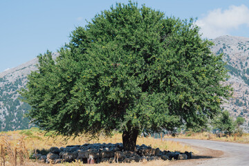 Flock of sheep resting together in the shade of a tree