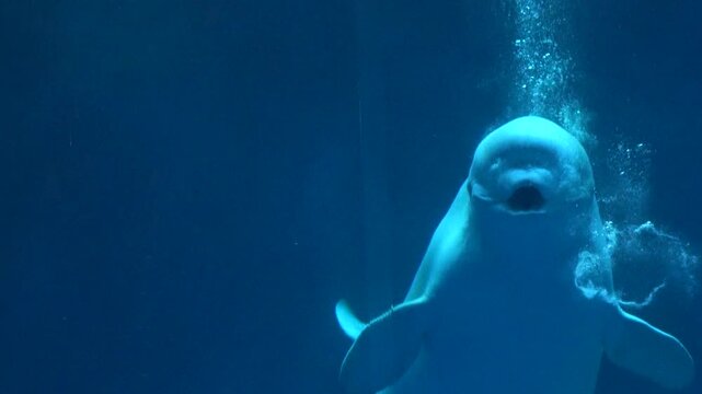 Beluga whale, Delphinapterus leucas, creates multiple bubble rings in a row underwater. Closeup shot of White whale. 4K