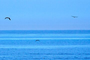 Birds flying in the sky above the blue clear ocean water - the c