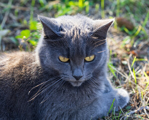 A grey cat is laying on the ground
