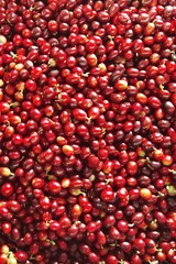 close up of fresh coffee beans for background                 