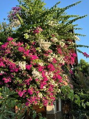 A flowering tree of Bougainvillea. Vertical. Flowering tree near the house