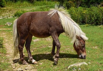  a flaxen chestnut feral pony along the hiking trail  in summer to wilburn ridge  in grayson...