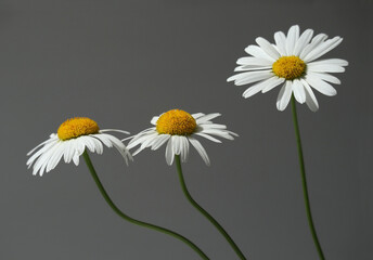 Close-up of three beautiful daisy flowers against dark background.