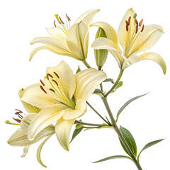 Pale yellow lilies watercolor painting delicate bloom isolated on a transparent background lily flower