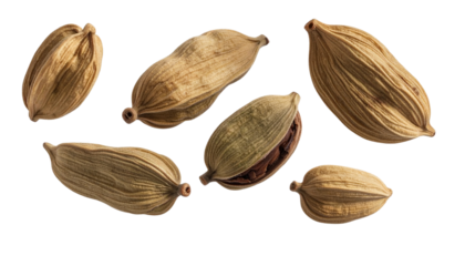 Floating Dried Seed Pods with Shadow Play, Dynamic Perspective, PNG