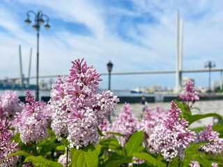 Lilac blossoms on Tsesarevich embankment in Vladivostok in summer in sunny weather. Focus on lilac flowers