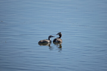 bird, nature, sparrow, animal, wildlife, branch, wild, small, beak, feather, birds, feathers, brown, tree, robin, garden, animals, chaffinch, wire, cormorant