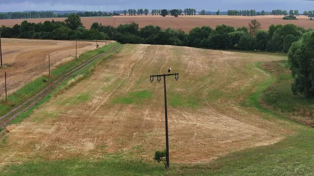 Aerial view of golden harvested fields contrasting with green grass and a lone wooden power pole with stork, Br&uuml;ssow, Brandenburg, Germany.