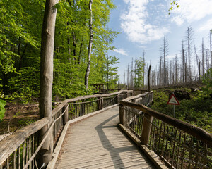 Obraz premium Wooden path through Nature in the National Park Eifel Germany. High quality photo