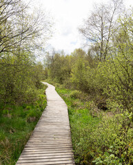 Obraz premium Wooden path through Nature in the National Park Eifel Germany. High quality photo
