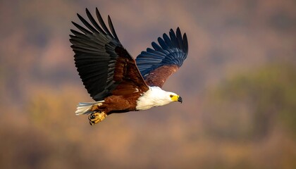 Obraz premium Majestic African fish eagle soars with powerful wings outstretched against a soft, blurred natural background